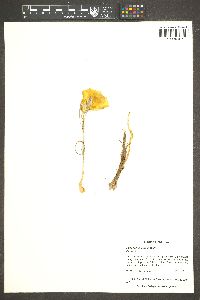 Calochortus aureus image