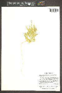 Cycloloma atriplicifolium image