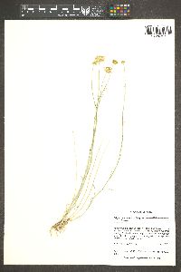 Erigeron utahensis image