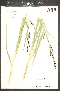 Carex nebrascensis image