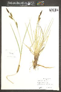 Carex nebrascensis image