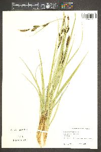 Carex nebrascensis image