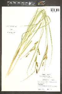 Carex nebrascensis image