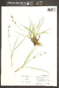 Carex nebrascensis image