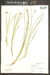 Carex nervina image