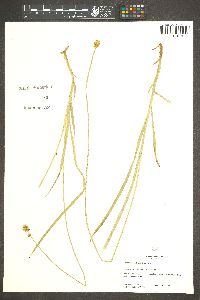 Carex nervina image