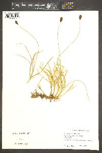 Carex nigricans image