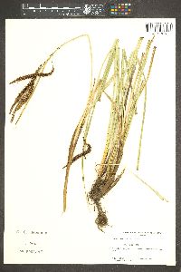 Carex obnupta image