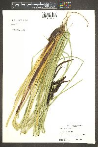 Carex obnupta image