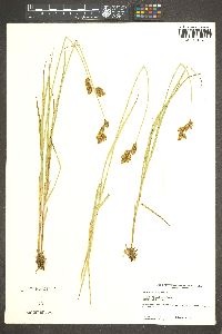 Carex ovalis image