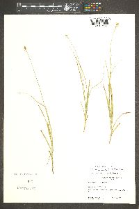 Carex occidentalis image