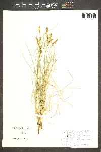 Carex occidentalis image