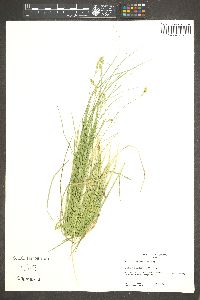 Carex occidentalis image