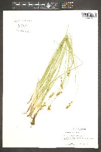 Carex occidentalis image