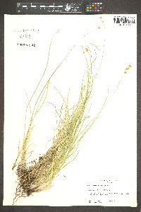 Carex occidentalis image