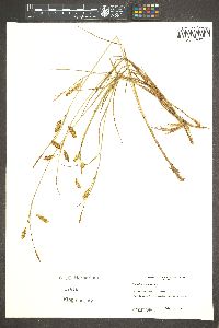 Carex limosa image