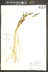 Carex lenticularis var. impressa image