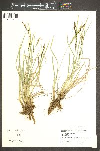 Carex lenticularis var. impressa image