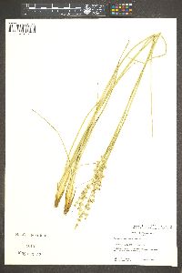 Juncus macrophyllus image