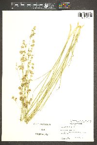 Juncus macrophyllus image