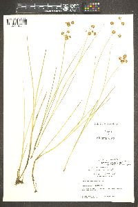 Juncus nodosus image