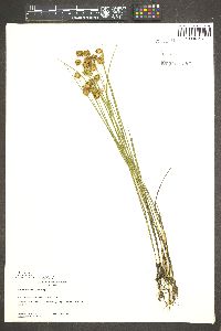 Juncus nodosus image