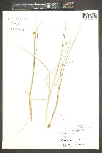 Juncus nodosus image