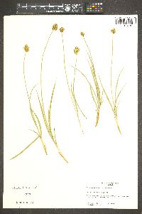 Carex straminiformis image