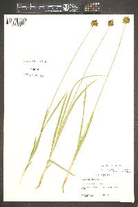 Carex abrupta image