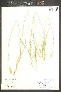 Carex multicostata image