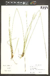 Carex multicaulis image