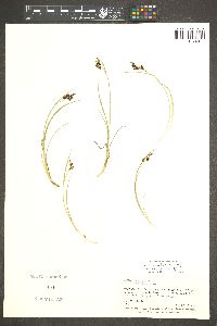 Carex magellanica var. irrigua image