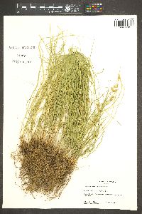 Carex mariposana image