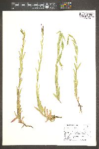 Epilobium glaberrimum image