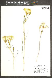 Calochortus bruneaunis image