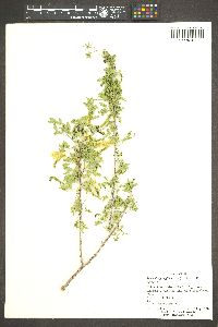 Acacia greggii image