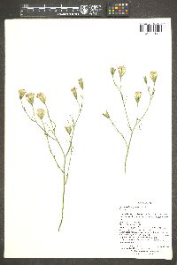 Porophyllum gracile image