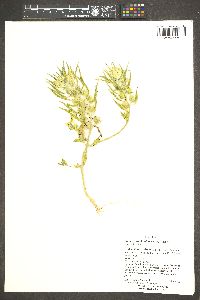 Mohavea confertiflora image