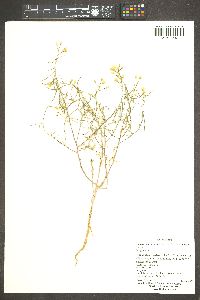 Camissonia parvula image