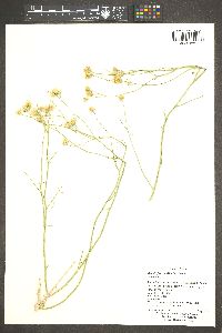 Bebbia juncea image