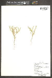 Johnstonella angustifolia image