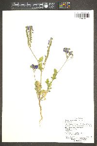 Phacelia crenulata image