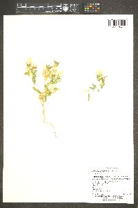 Mentzelia involucrata image