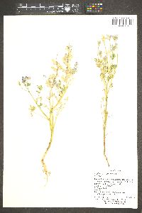 Lupinus sparsiflorus image