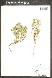 Cryptantha maritima image