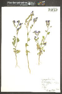 Phacelia crenulata image