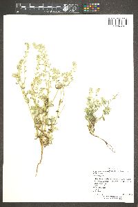 Johnstonella angustifolia image