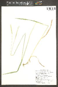 Elymus lanceolatus image