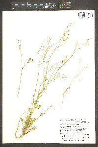 Gilia ophthalmoides image