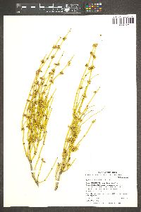 Ephedra viridis image